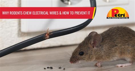 mice in electrical box|does electrical wiring help with rodents.